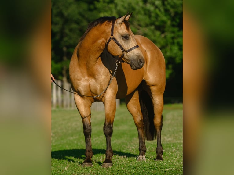 American Quarter Horse Castrone 8 Anni Pelle di daino in New Holland