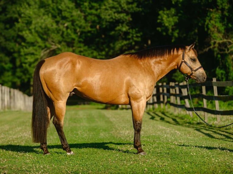 American Quarter Horse Castrone 8 Anni Pelle di daino in New Holland