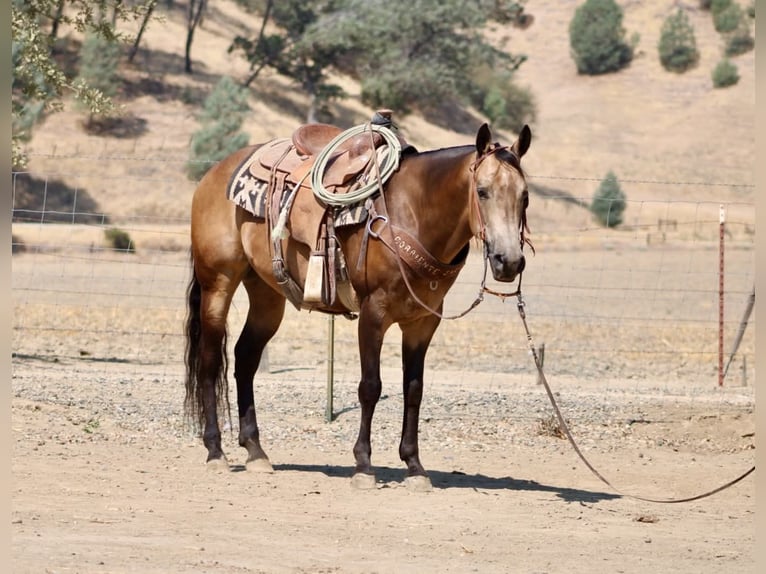 American Quarter Horse Castrone 8 Anni Pelle di daino in Tres Pinos