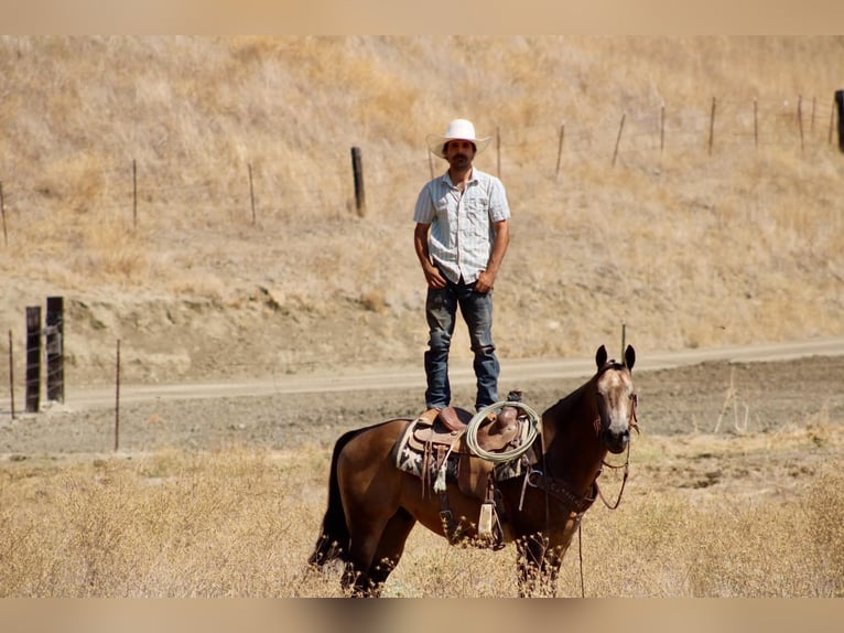 American Quarter Horse Castrone 8 Anni Pelle di daino in Tres Pinos