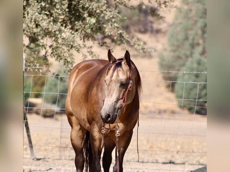 American Quarter Horse Castrone 8 Anni Pelle di daino in Tres Pinos