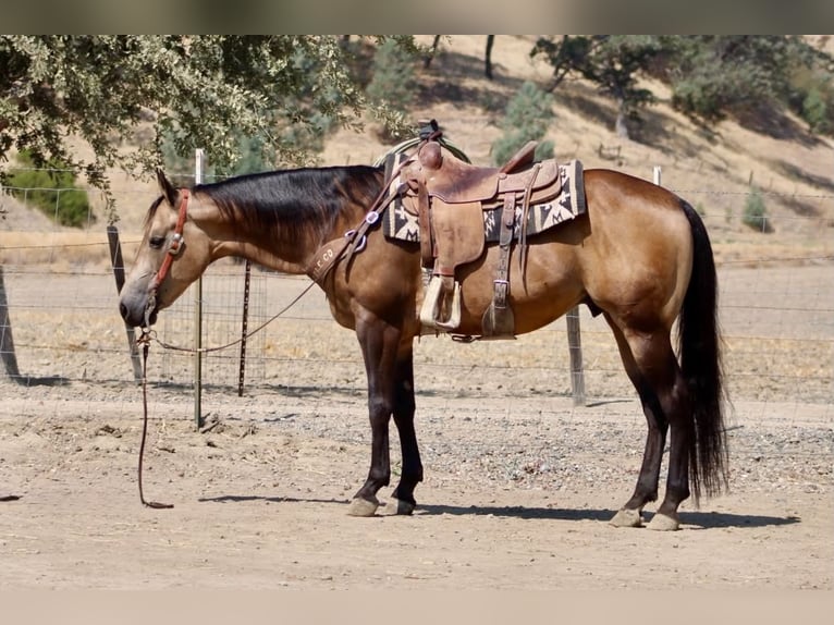 American Quarter Horse Castrone 8 Anni Pelle di daino in Tres Pinos