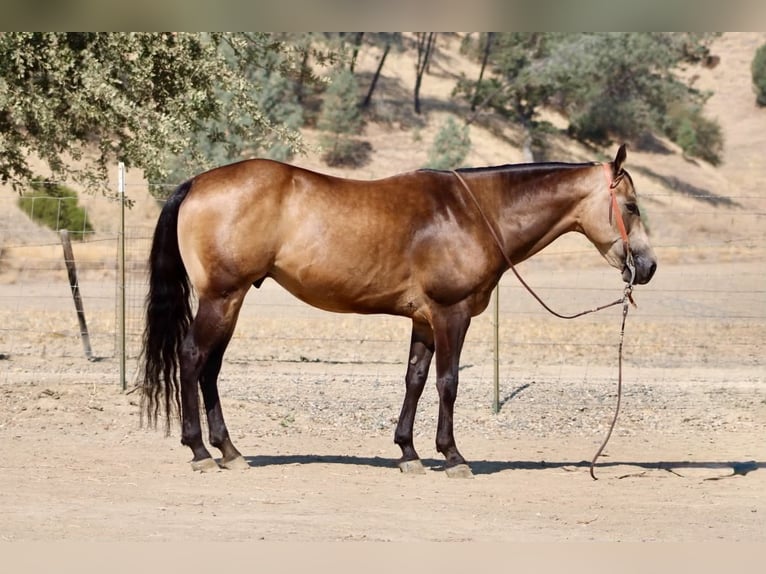 American Quarter Horse Castrone 8 Anni Pelle di daino in Tres Pinos