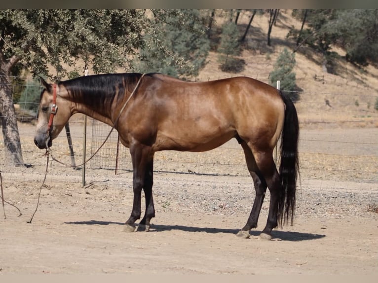 American Quarter Horse Castrone 8 Anni Pelle di daino in Tres Pinos