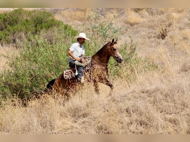 American Quarter Horse Castrone 8 Anni Pelle di daino in Tres Pinos