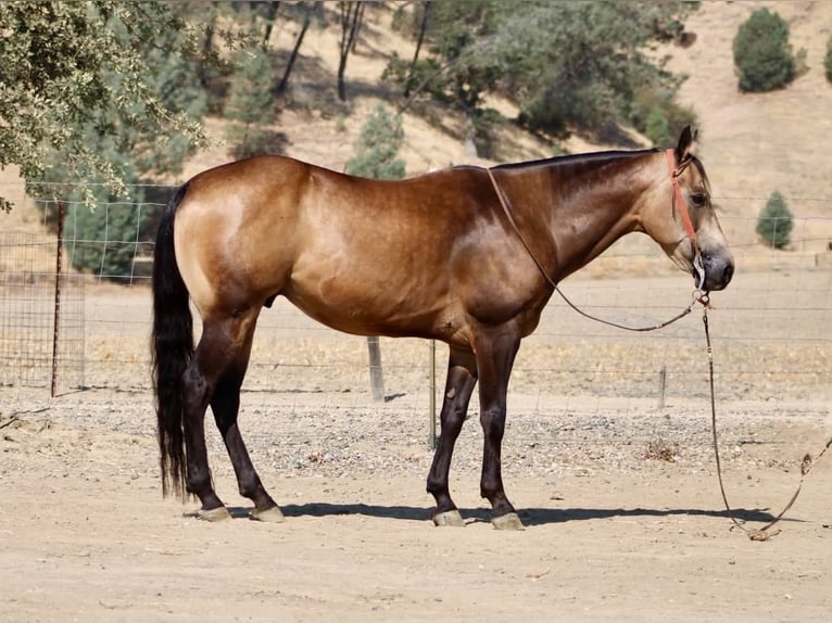 American Quarter Horse Castrone 8 Anni Pelle di daino in Tres Pinos