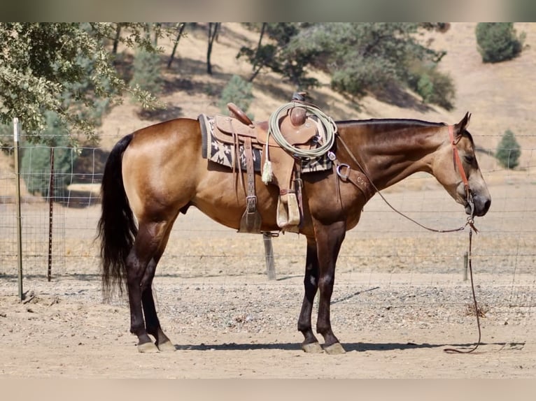 American Quarter Horse Castrone 8 Anni Pelle di daino in Tres Pinos