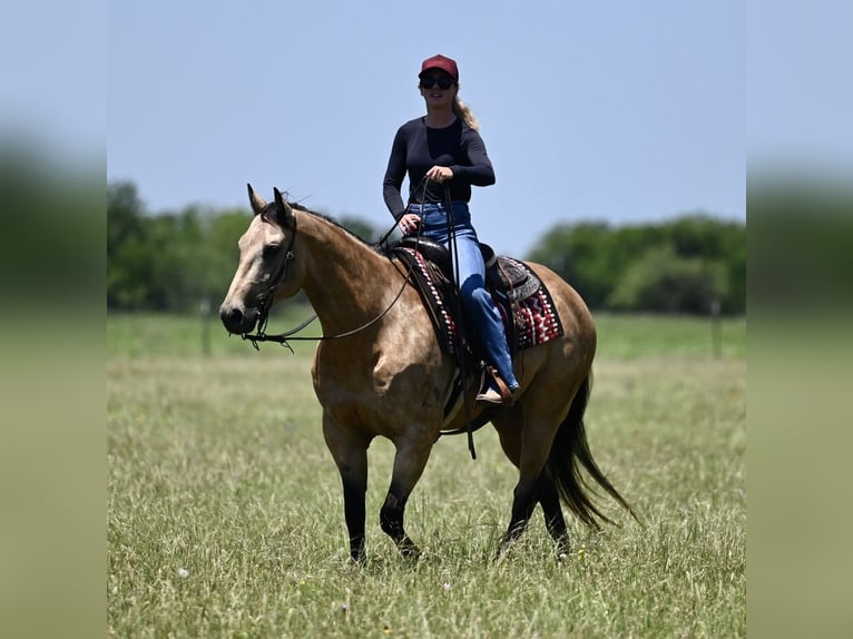 American Quarter Horse Castrone 8 Anni Pelle di daino in Dublin