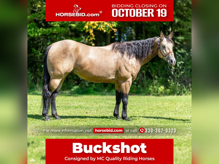 American Quarter Horse Castrone 8 Anni Pelle di daino in North Bloomfield