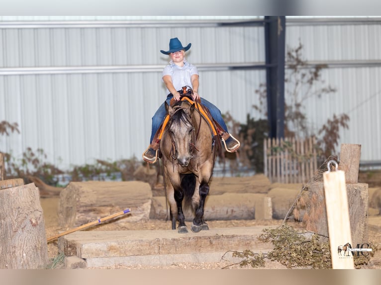 American Quarter Horse Castrone 8 Anni Pelle di daino in North Bloomfield