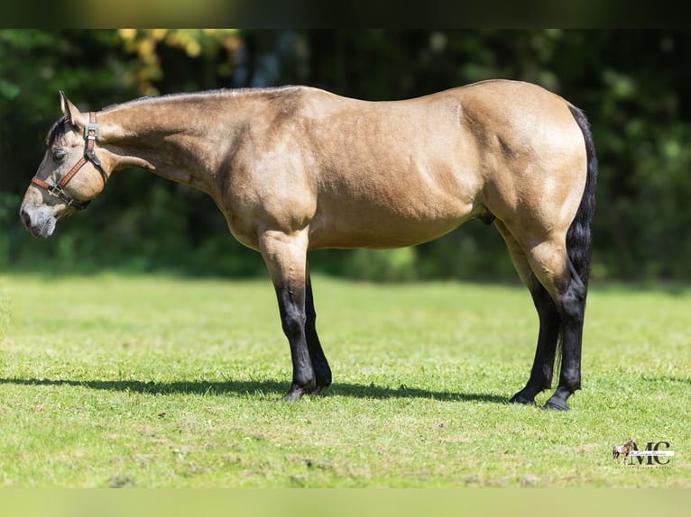 American Quarter Horse Castrone 8 Anni Pelle di daino in North Bloomfield