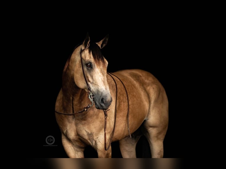 American Quarter Horse Castrone 8 Anni Pelle di daino in Lebanon, PA