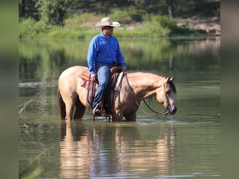 American Quarter Horse Castrone 8 Anni Pelle di daino in Gladstone