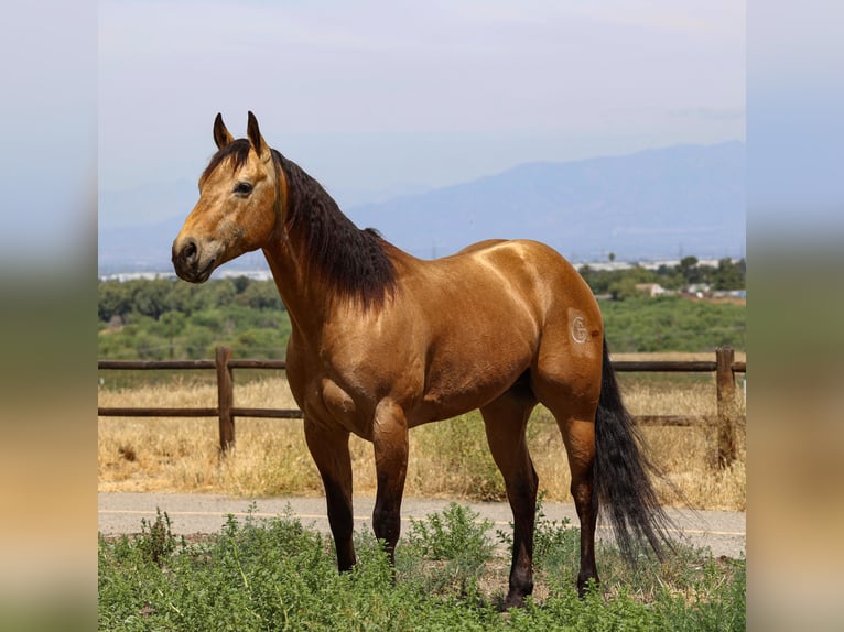 American Quarter Horse Castrone 8 Anni Pelle di daino in Norco
