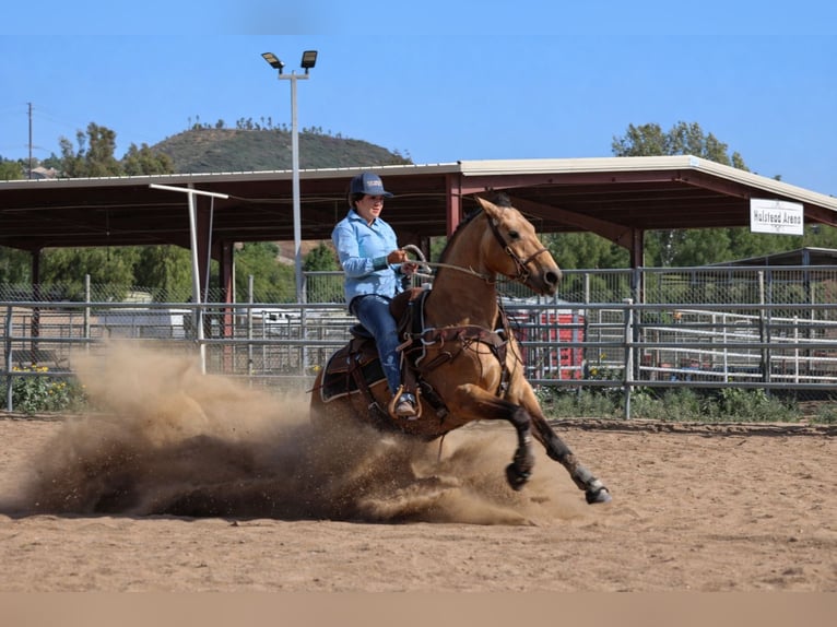 American Quarter Horse Castrone 8 Anni Pelle di daino in Norco