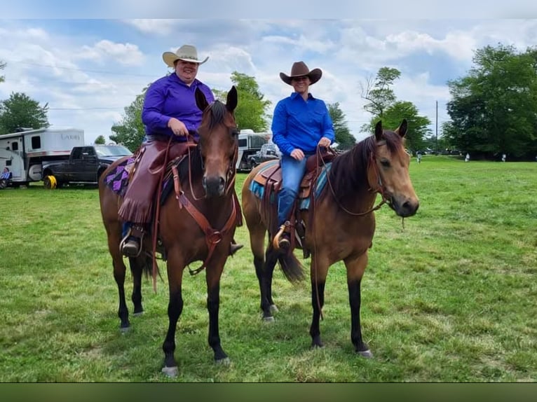 American Quarter Horse Castrone 8 Anni Pelle di daino in Robards