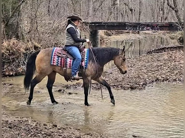 American Quarter Horse Castrone 8 Anni Pelle di daino in Robards