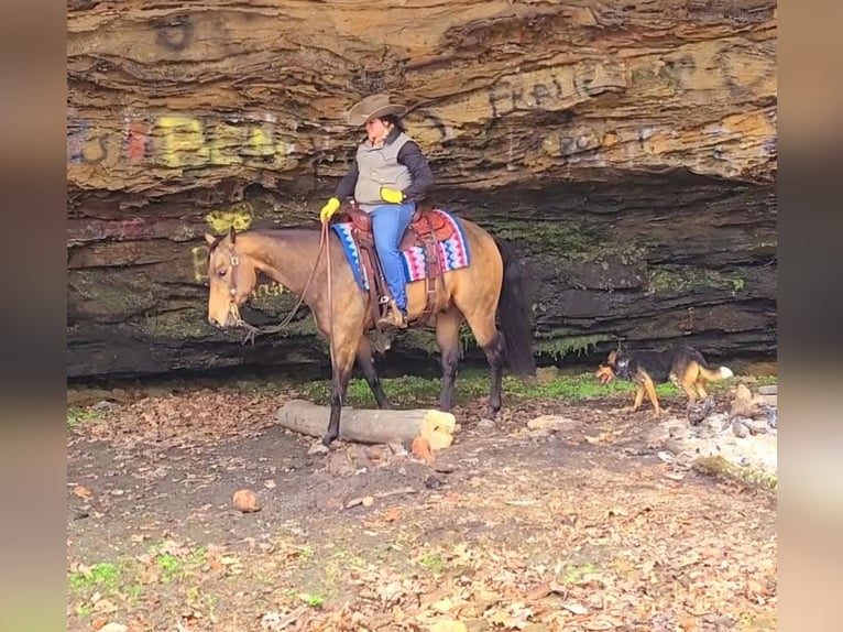 American Quarter Horse Castrone 8 Anni Pelle di daino in Robards
