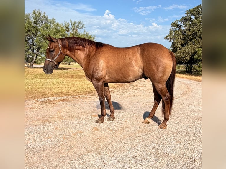 American Quarter Horse Castrone 8 Anni Red dun in Gordon