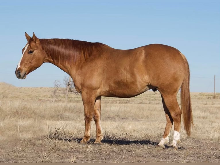 American Quarter Horse Castrone 8 Anni Red dun in Waco TX