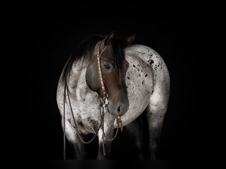 American Quarter Horse Castrone 8 Anni Roano blu in Clarion