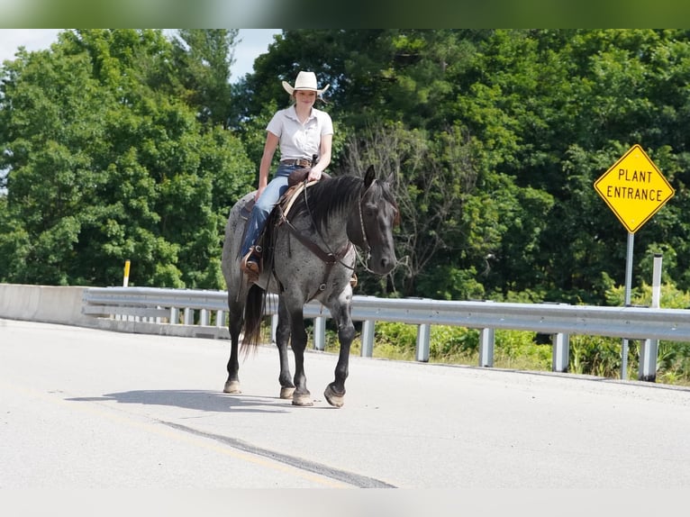 American Quarter Horse Castrone 8 Anni Roano blu in Clarion