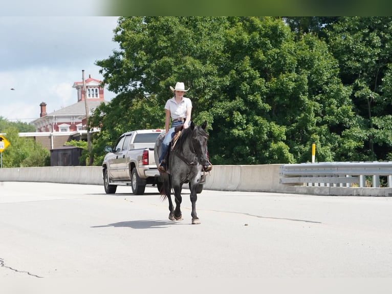 American Quarter Horse Castrone 8 Anni Roano blu in Clarion