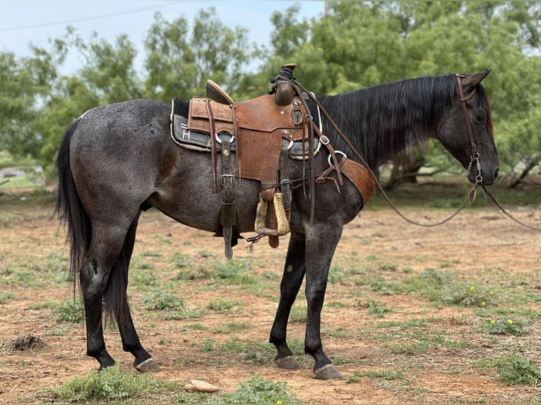 American Quarter Horse Castrone 8 Anni Roano blu in Byers TX