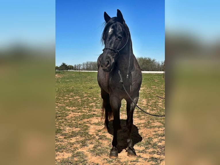 American Quarter Horse Castrone 8 Anni Roano blu in Byers TX