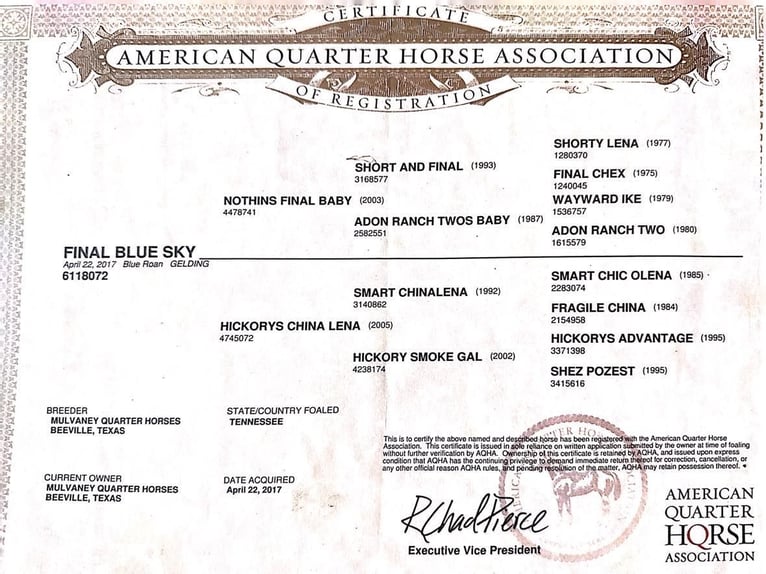 American Quarter Horse Castrone 8 Anni Roano blu in Byers TX