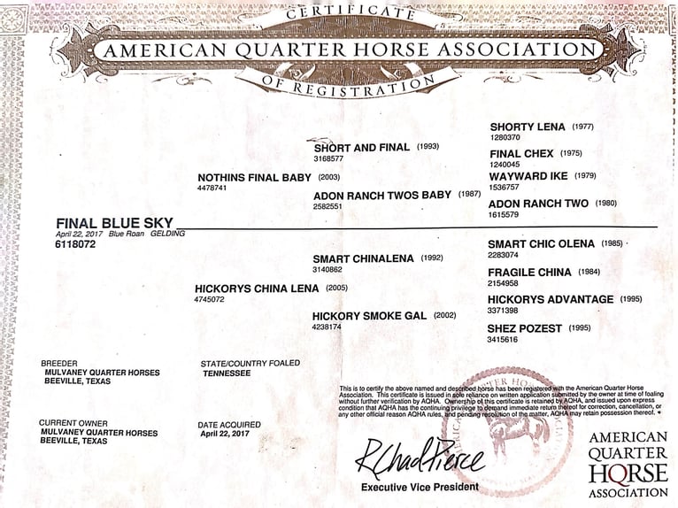 American Quarter Horse Castrone 8 Anni Roano blu in Byers TX