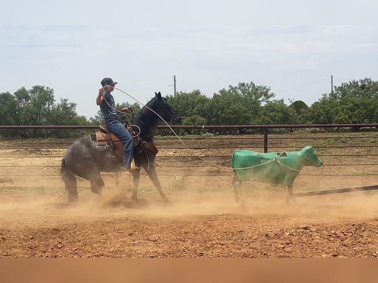 American Quarter Horse Castrone 8 Anni Roano blu in Byers TX