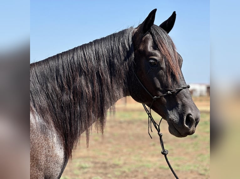 American Quarter Horse Castrone 8 Anni Roano blu in Byers TX