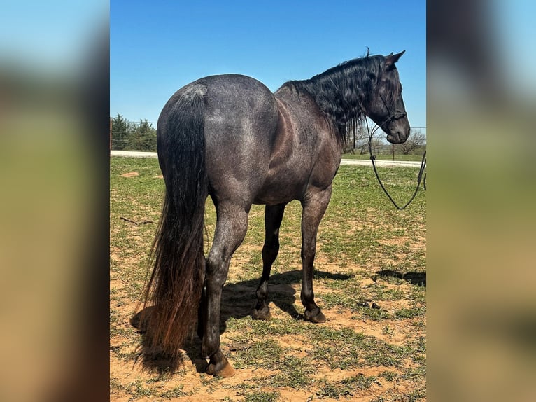 American Quarter Horse Castrone 8 Anni Roano blu in Byers TX