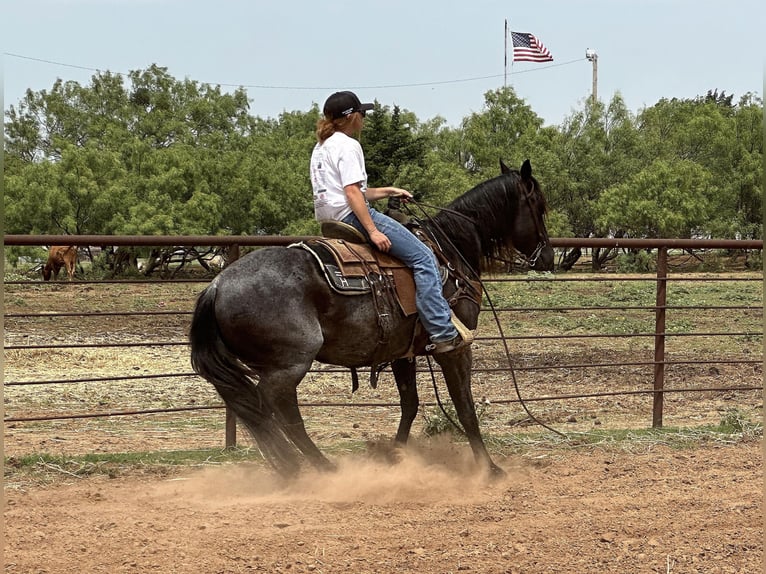 American Quarter Horse Castrone 8 Anni Roano blu in Byers TX