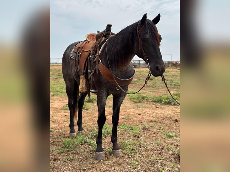 American Quarter Horse Castrone 8 Anni Roano blu in Byers TX