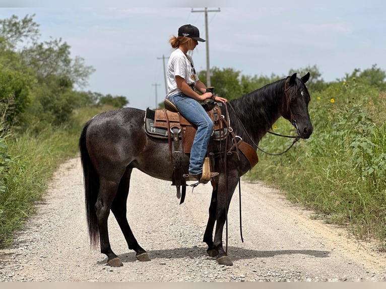 American Quarter Horse Castrone 8 Anni Roano blu in Byers TX