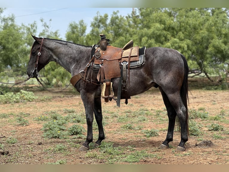 American Quarter Horse Castrone 8 Anni Roano blu in Byers TX