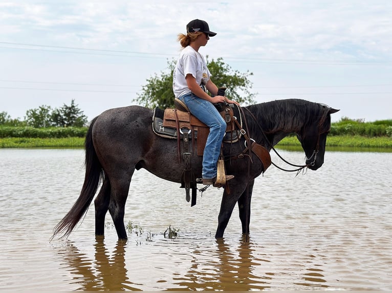 American Quarter Horse Castrone 8 Anni Roano blu in Byers TX