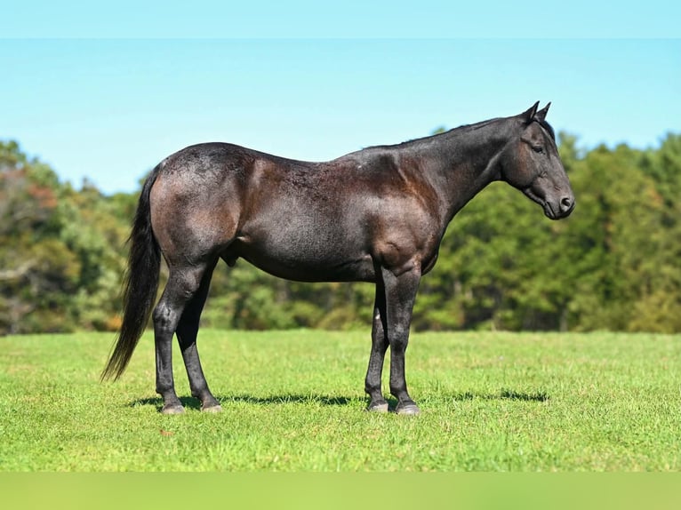 American Quarter Horse Castrone 8 Anni Roano blu in Clearville