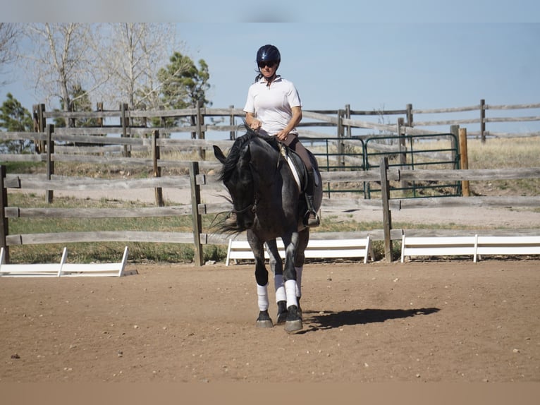 American Quarter Horse Castrone 8 Anni Roano blu in Franktown CO