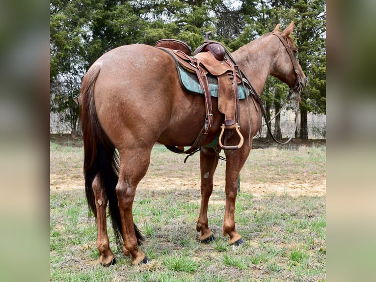 American Quarter Horse Castrone 8 Anni Roano rosso in Greenville, KY