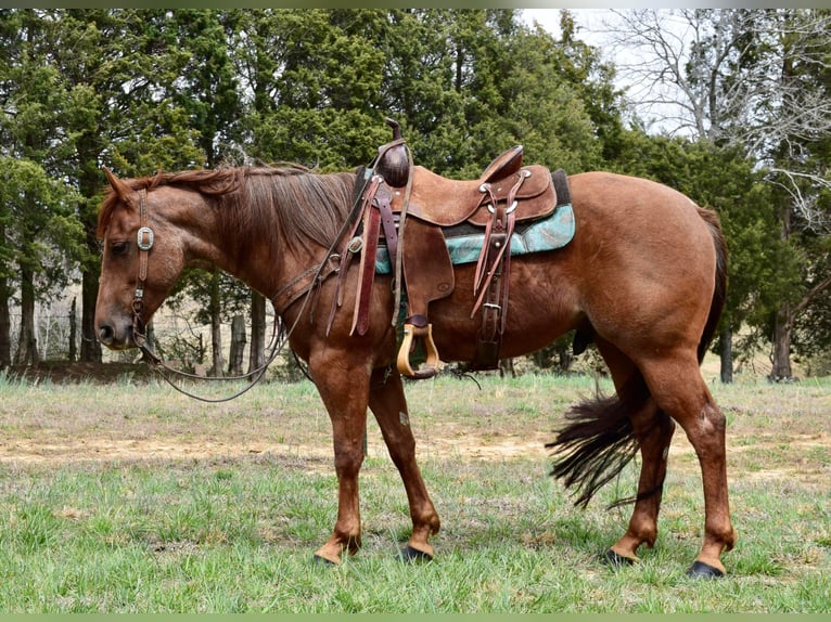 American Quarter Horse Castrone 8 Anni Roano rosso in Greenville, KY