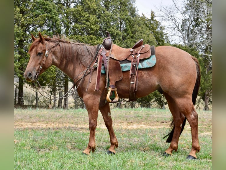 American Quarter Horse Castrone 8 Anni Roano rosso in Greenville, KY