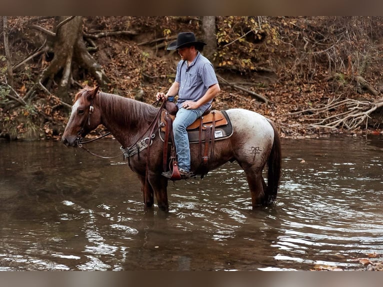 American Quarter Horse Castrone 8 Anni Roano rosso in Santa Fe, TN