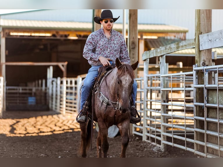 American Quarter Horse Castrone 8 Anni Roano rosso in Santa Fe, TN