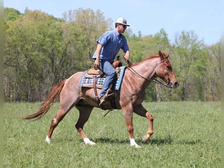 American Quarter Horse Castrone 8 Anni Roano rosso in Somerset KY