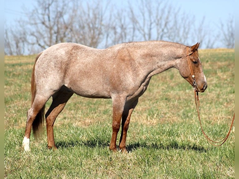 American Quarter Horse Castrone 8 Anni Roano rosso in Whitley city KY
