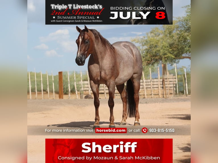 American Quarter Horse Castrone 8 Anni Roano rosso in Carefree, AZ