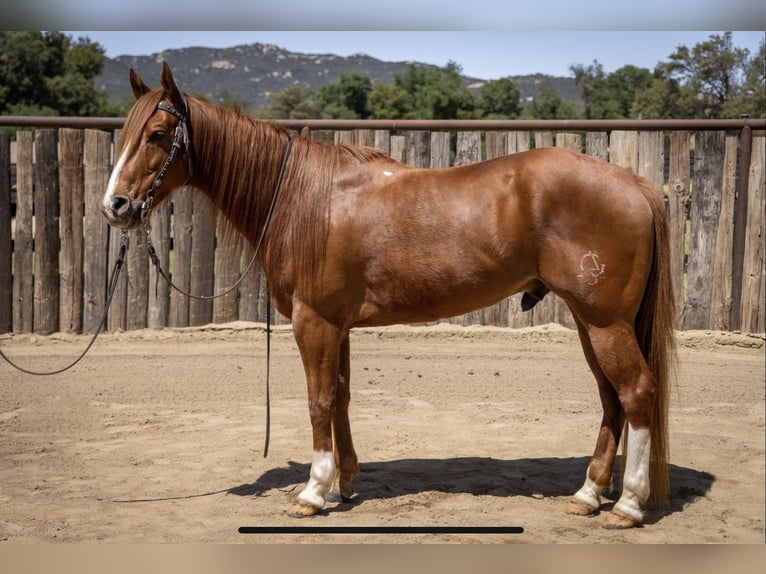 American Quarter Horse Castrone 8 Anni Sauro ciliegia in Murrieta, ca
